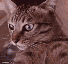 A spinning, dizzy cat gif  